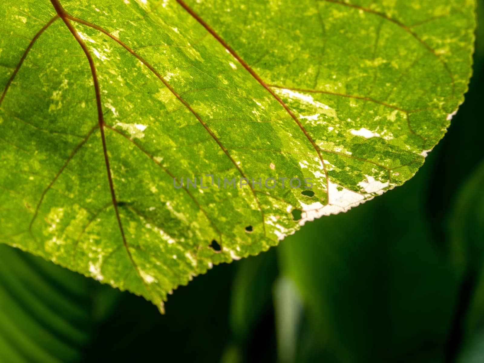 Texture on Variegated leaf of Thespesia populnea by Satakorn