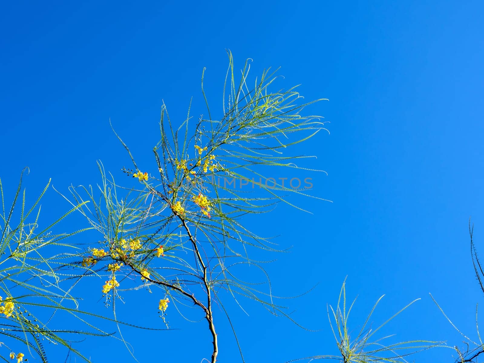 Needle shaped leaves of tree and yellow flower by Satakorn