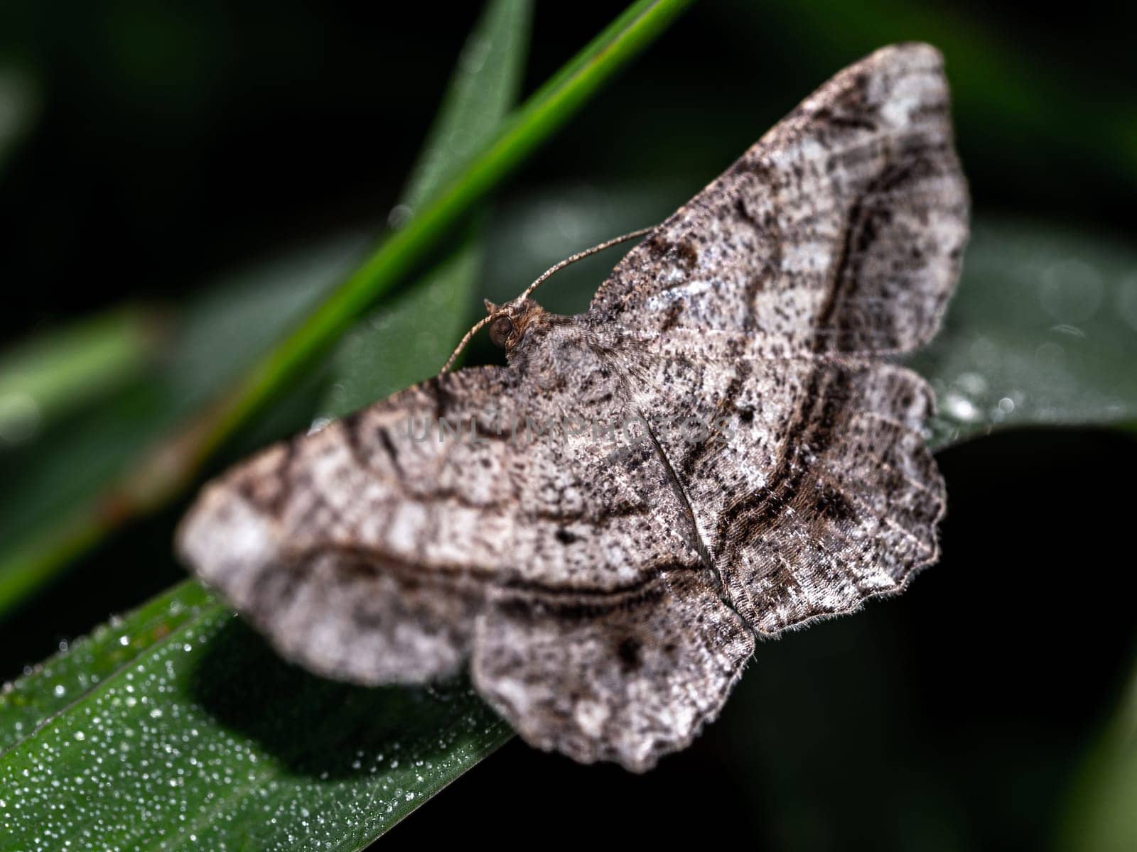 The camouflage pattern on looper moth wings