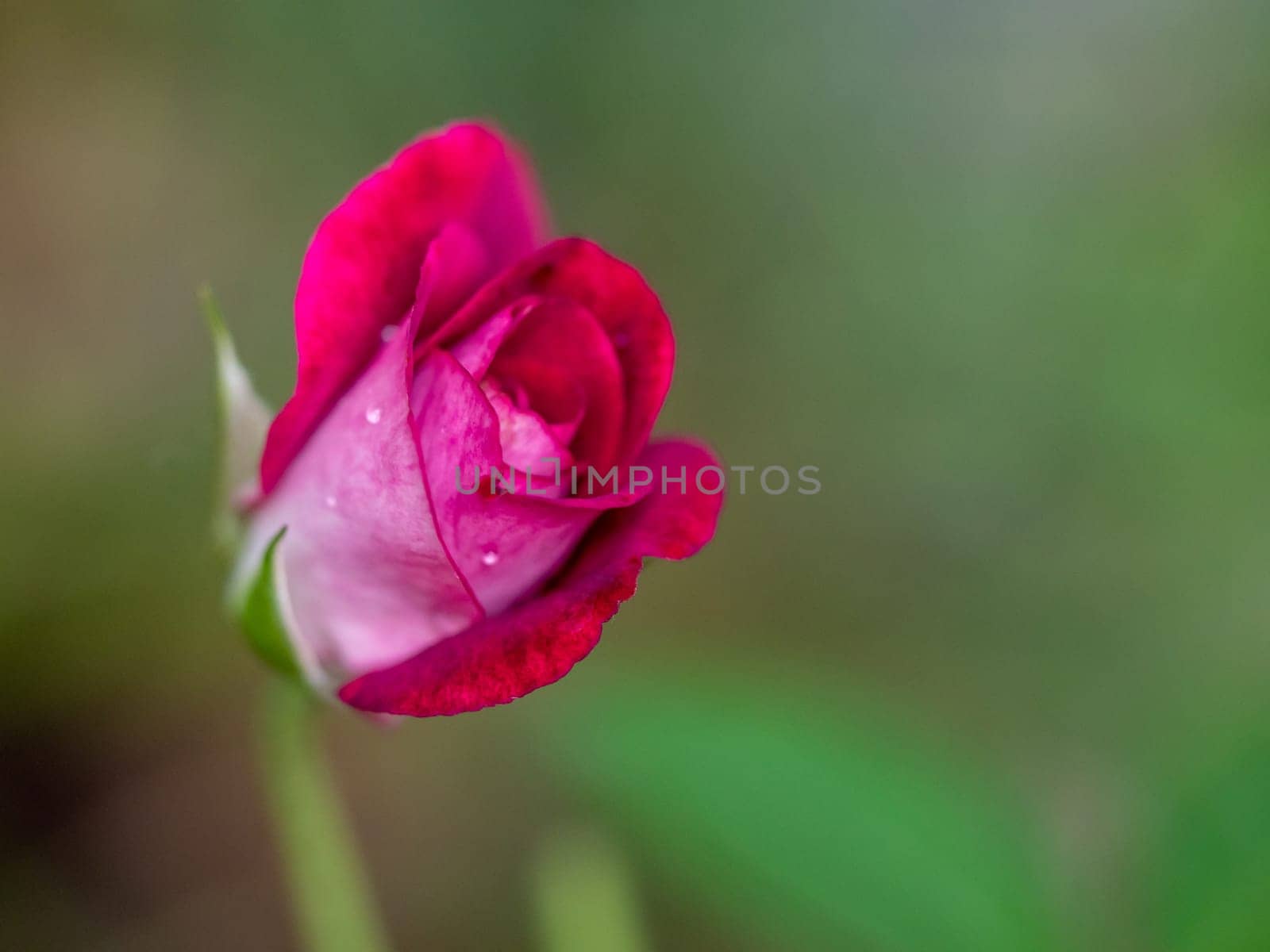 Midnight Blue rose begin to bloom the petals slowly bloom by Satakorn
