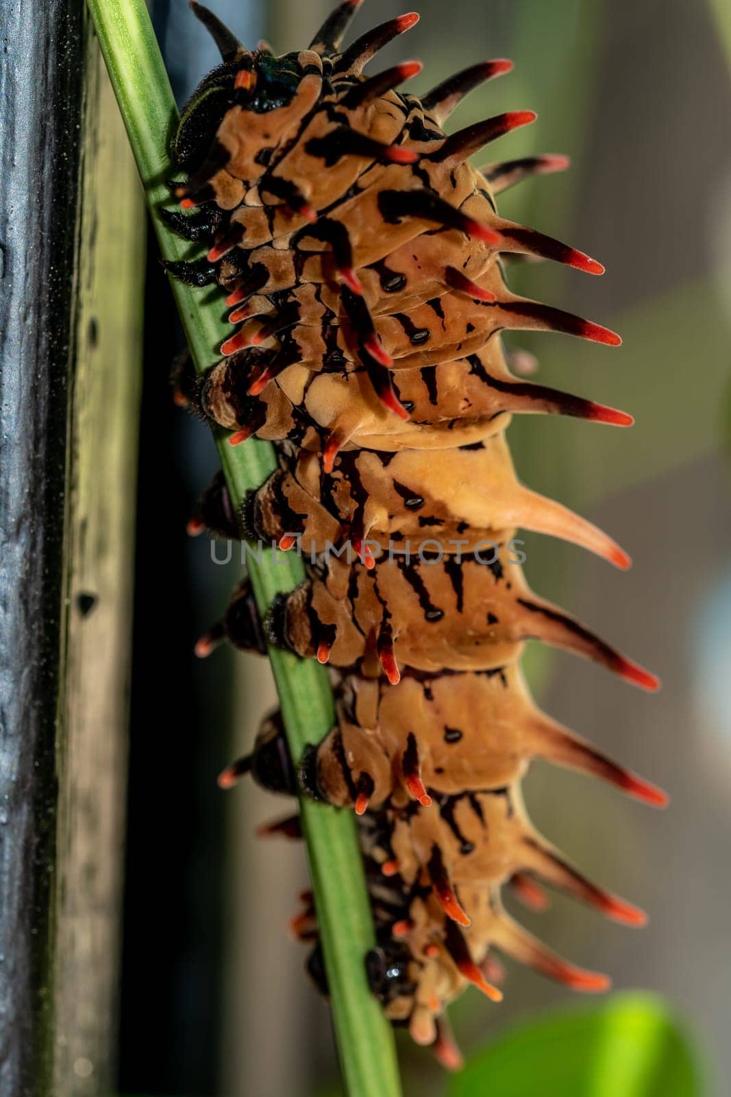 The brown color with long protrusions resembling thorns of the Golden Birdwing caterpillar by Satakorn