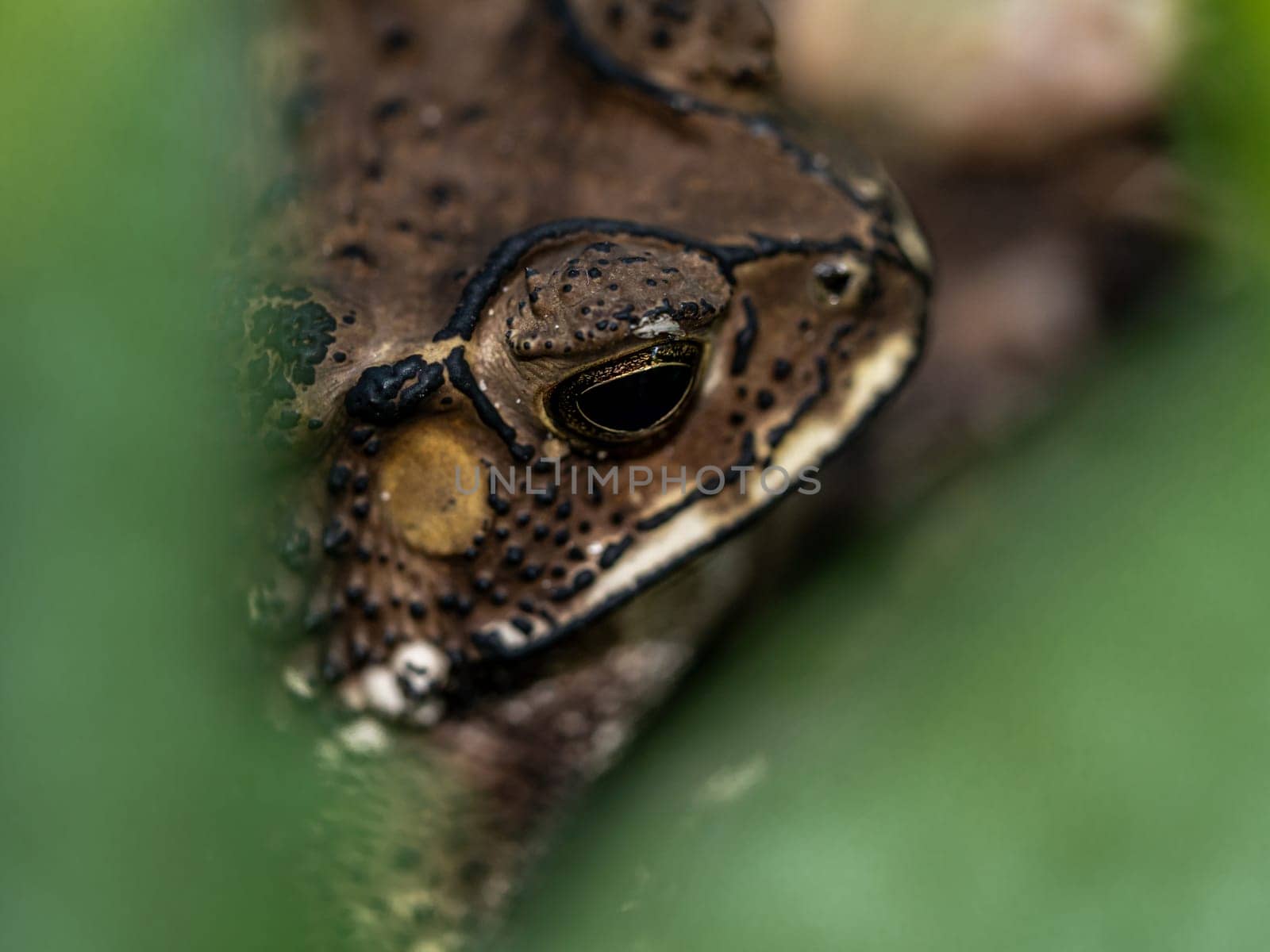 Close-up of the face of a Toad Bufo melanostictus by Satakorn