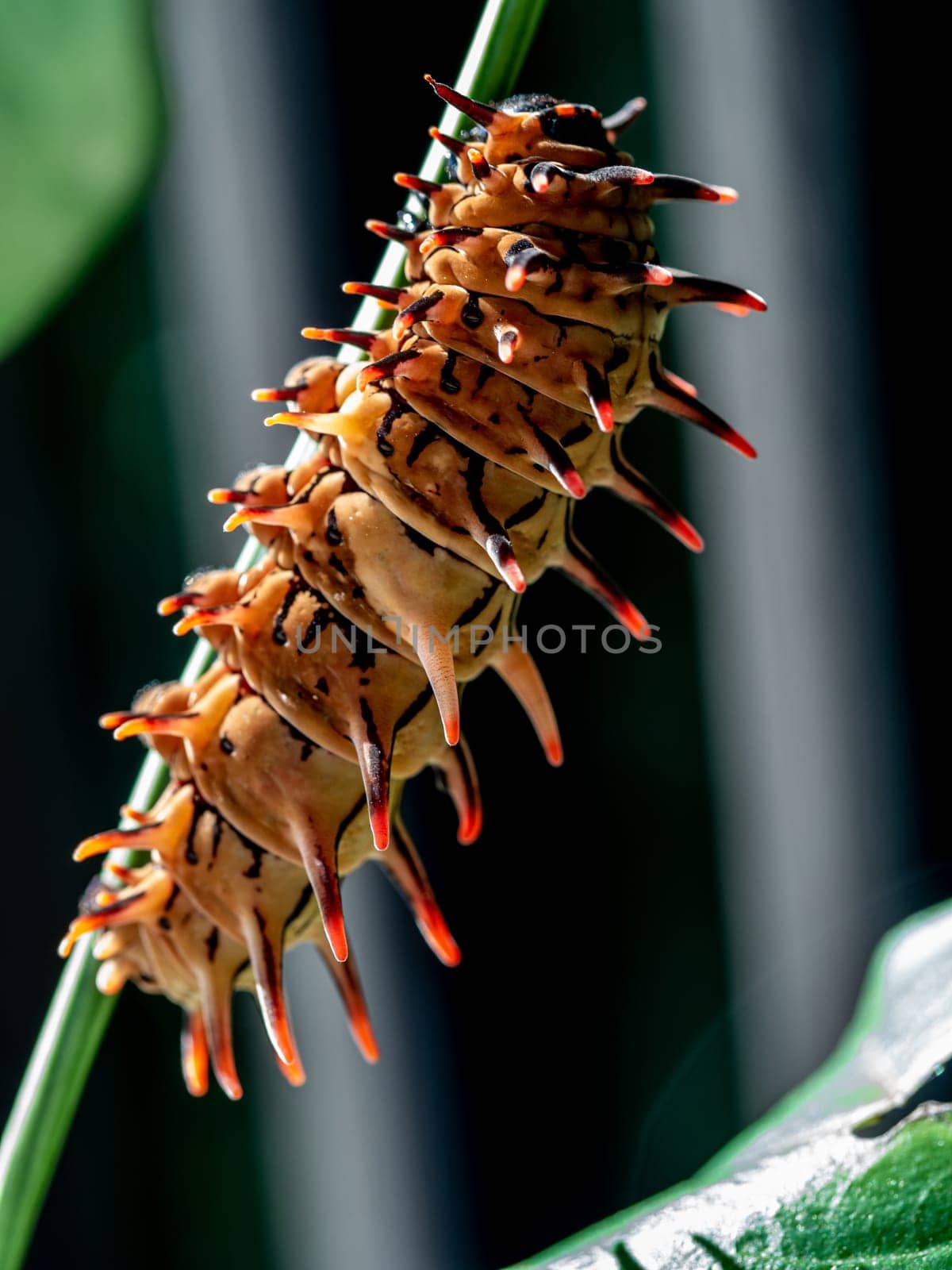 The brown color with long protrusions resembling thorns of the Golden Birdwing caterpillar by Satakorn