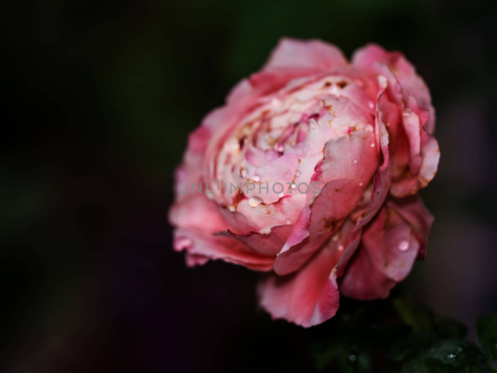 The wounded petals of a withering Princess Sakura rose by Satakorn