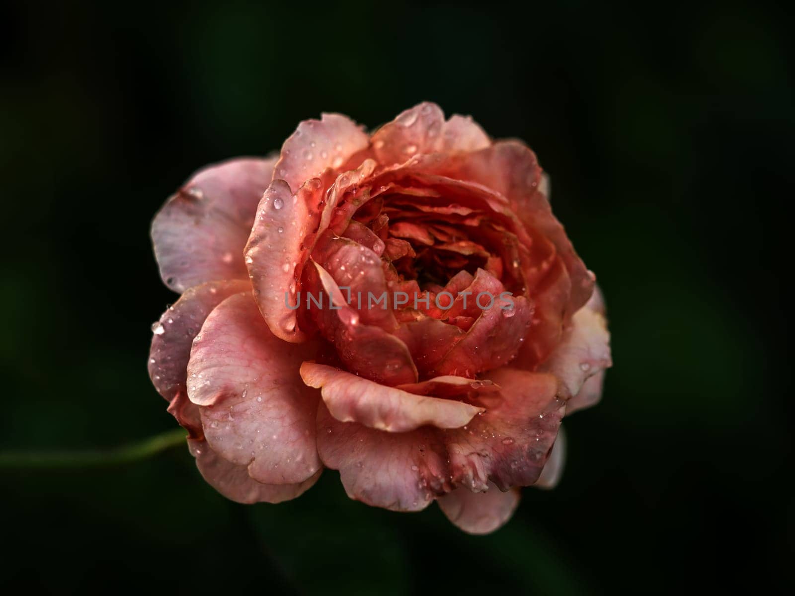  The wounded petals of a withering miniature rose by Satakorn