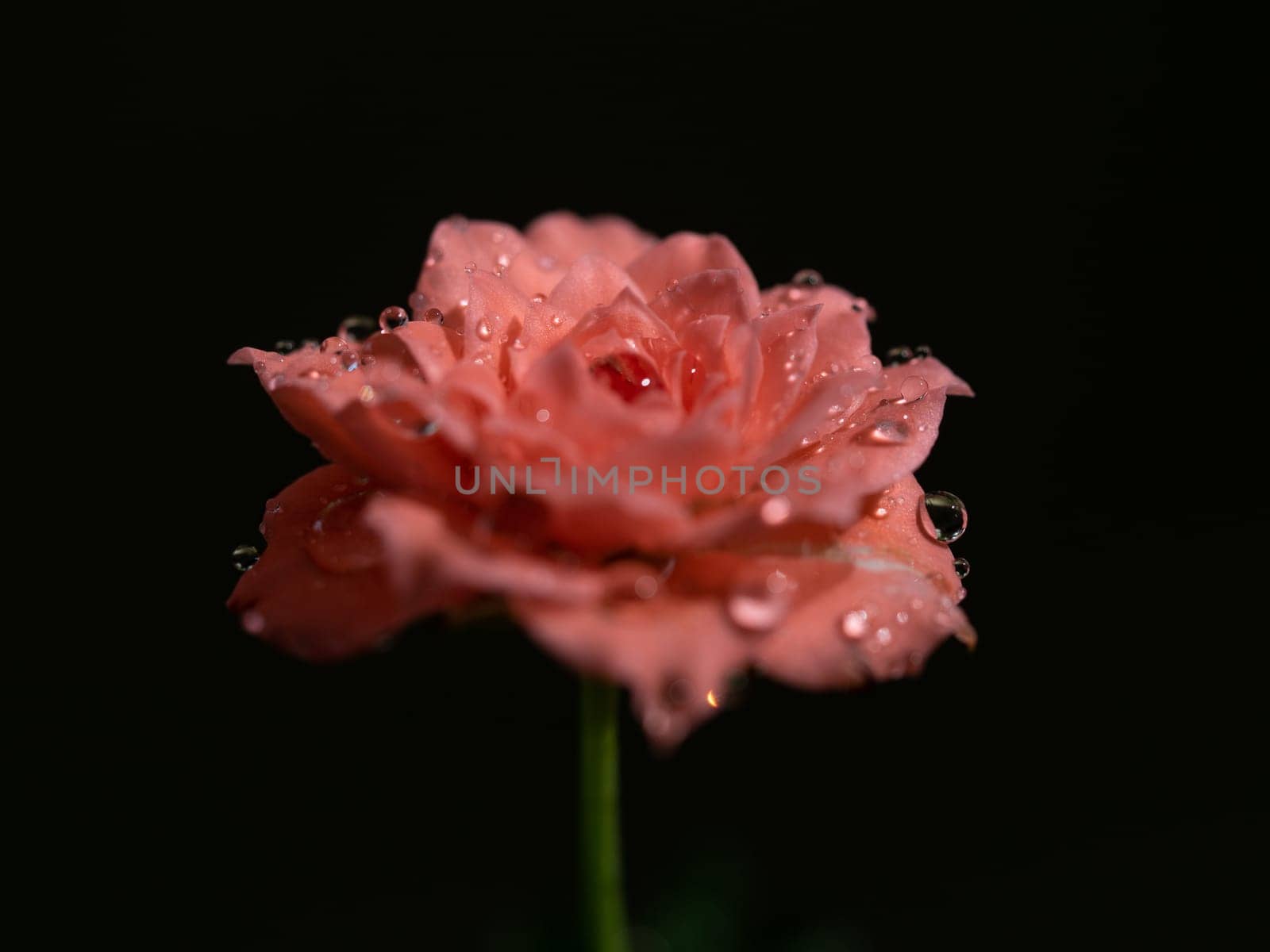 Shape and colors of miniature roses that begin to bloom