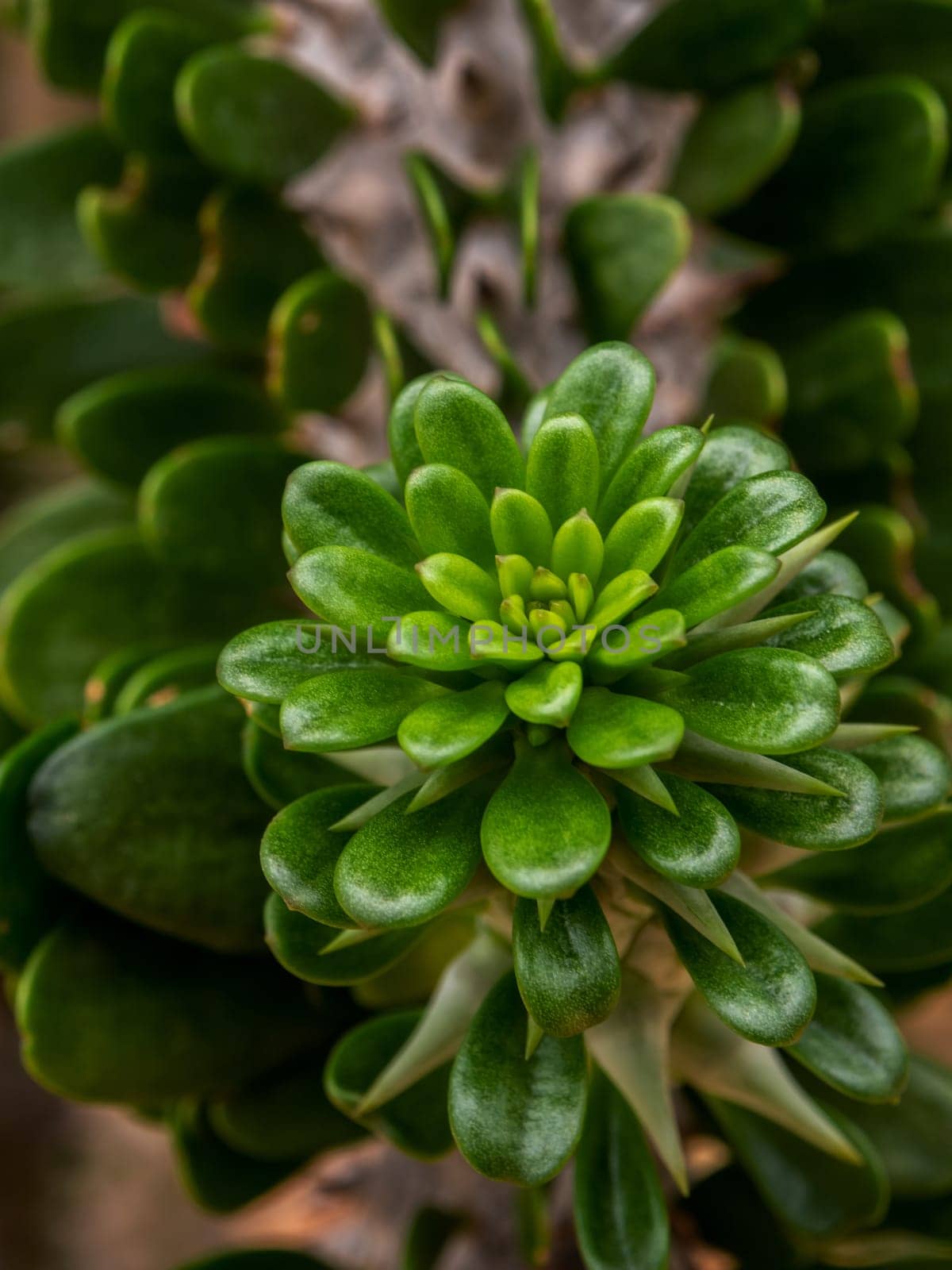 leaf buds of Alluaudia procera Drake cactus by Satakorn