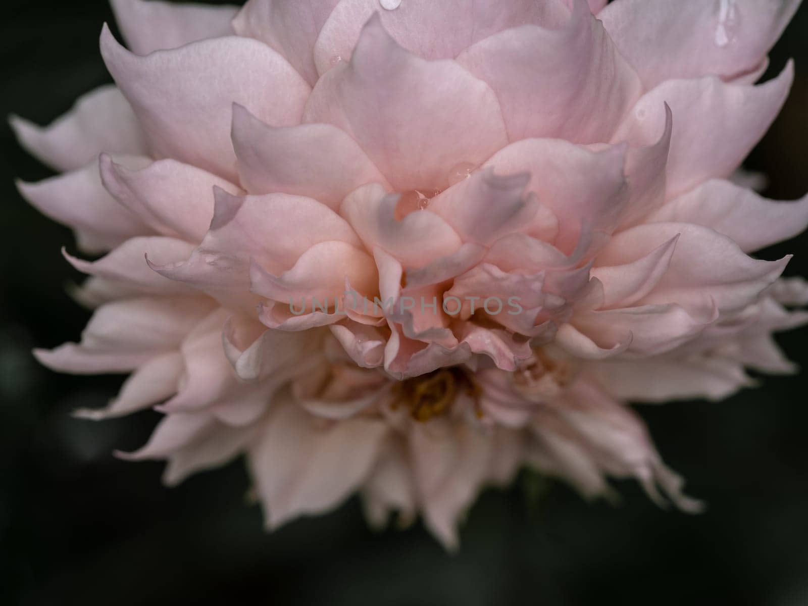 Shape and colors of Le Sablier roses that blooming in Tropical climates