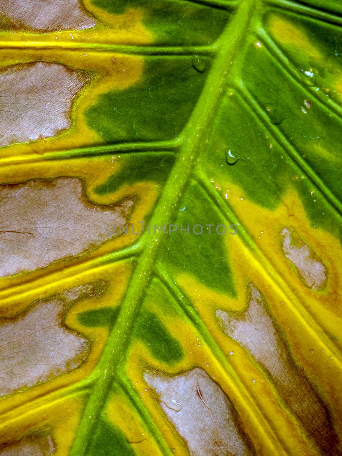 The wounded surface of a withering Alocasia leaf by Satakorn