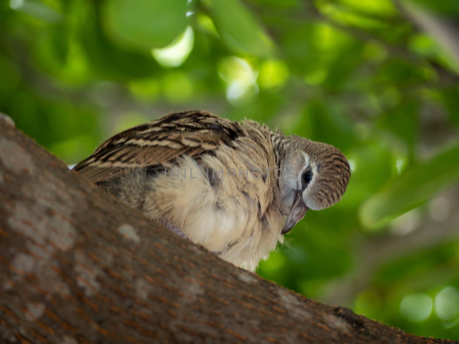 juvenile Zebra Dove on the branch of the tree by Satakorn