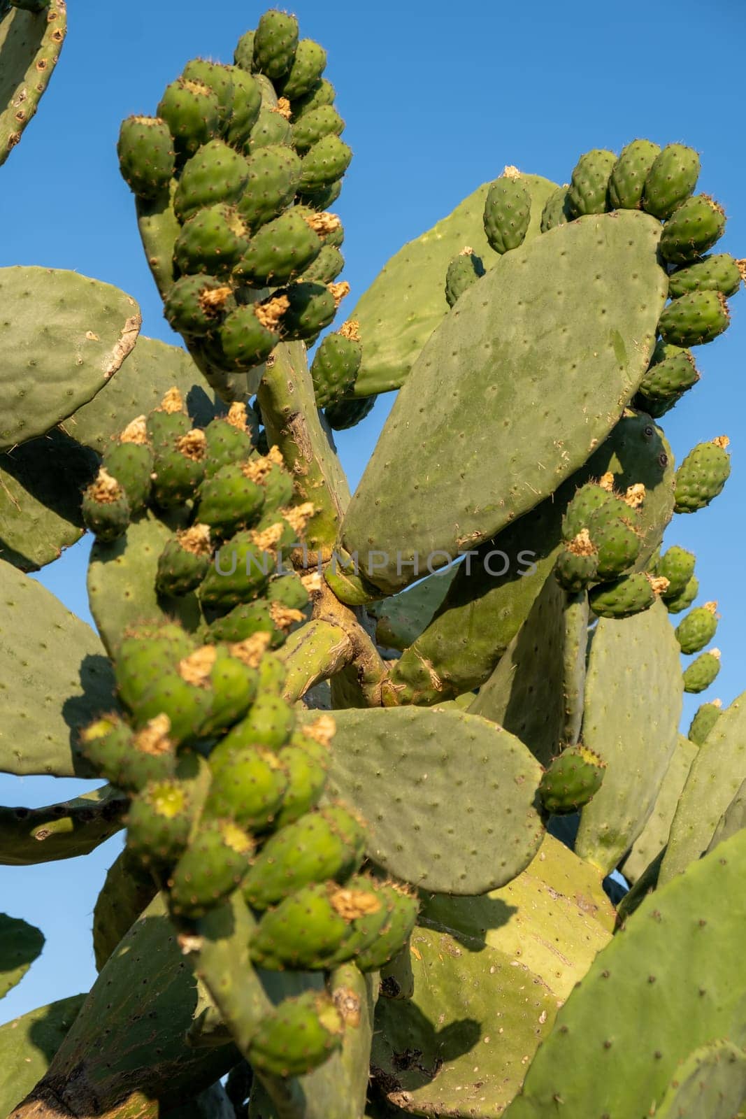 Fresh succulent cactus closeup on blue sky. Green plant cactus with spines and dried flowers. Large green cactus close-up with young shoots.