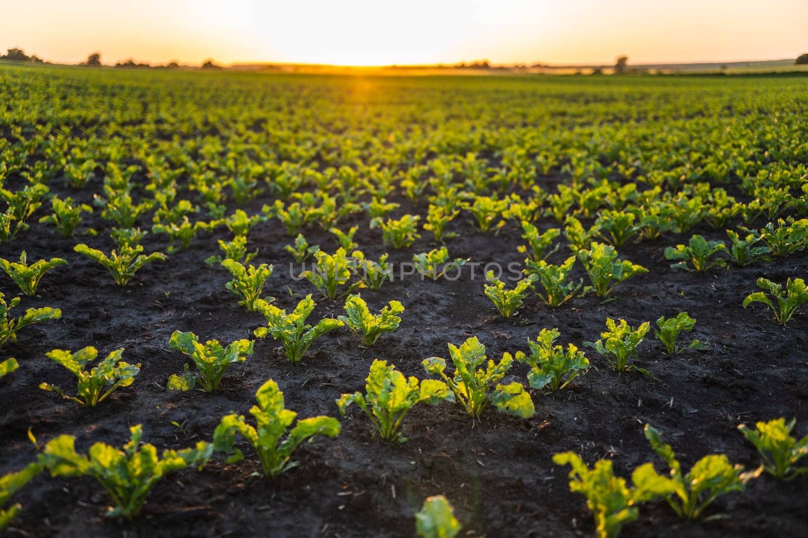Sugar beets grow in rows on agricultural plantations in sunset. Sugar beet cultivation. Young shoots of sugar beet, illuminated by the sun. Agriculture, organic. by vovsht