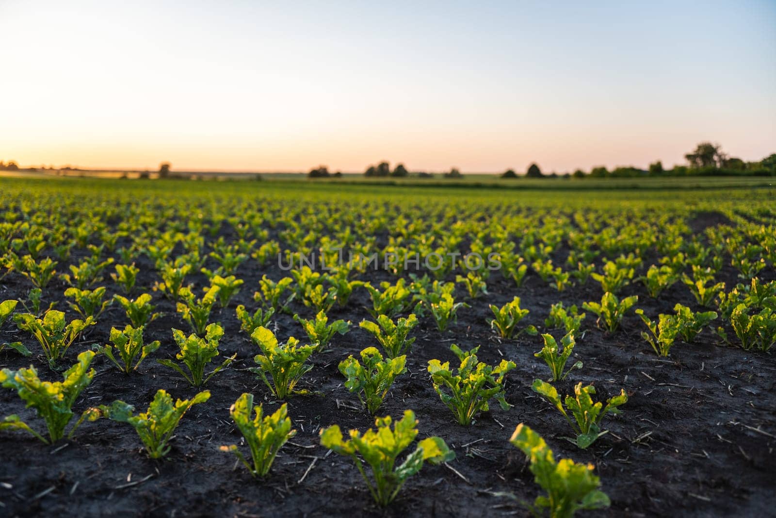 Agricultural scenery of straight rows of sugar beets grows on the farmer's field in spring. Agriculture, organic. by vovsht