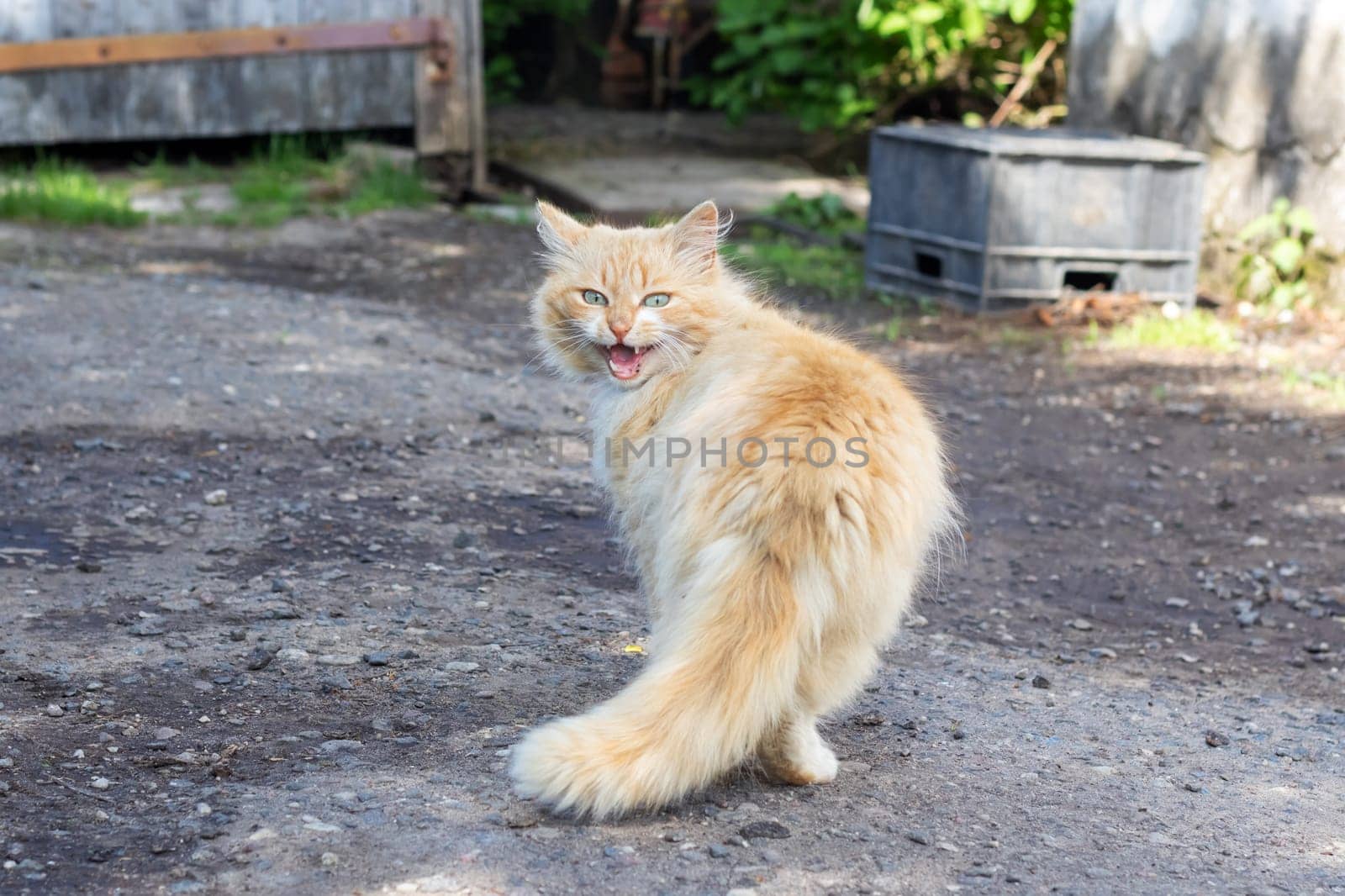 Homeless ginger fluffy cat meows close up, outdoor