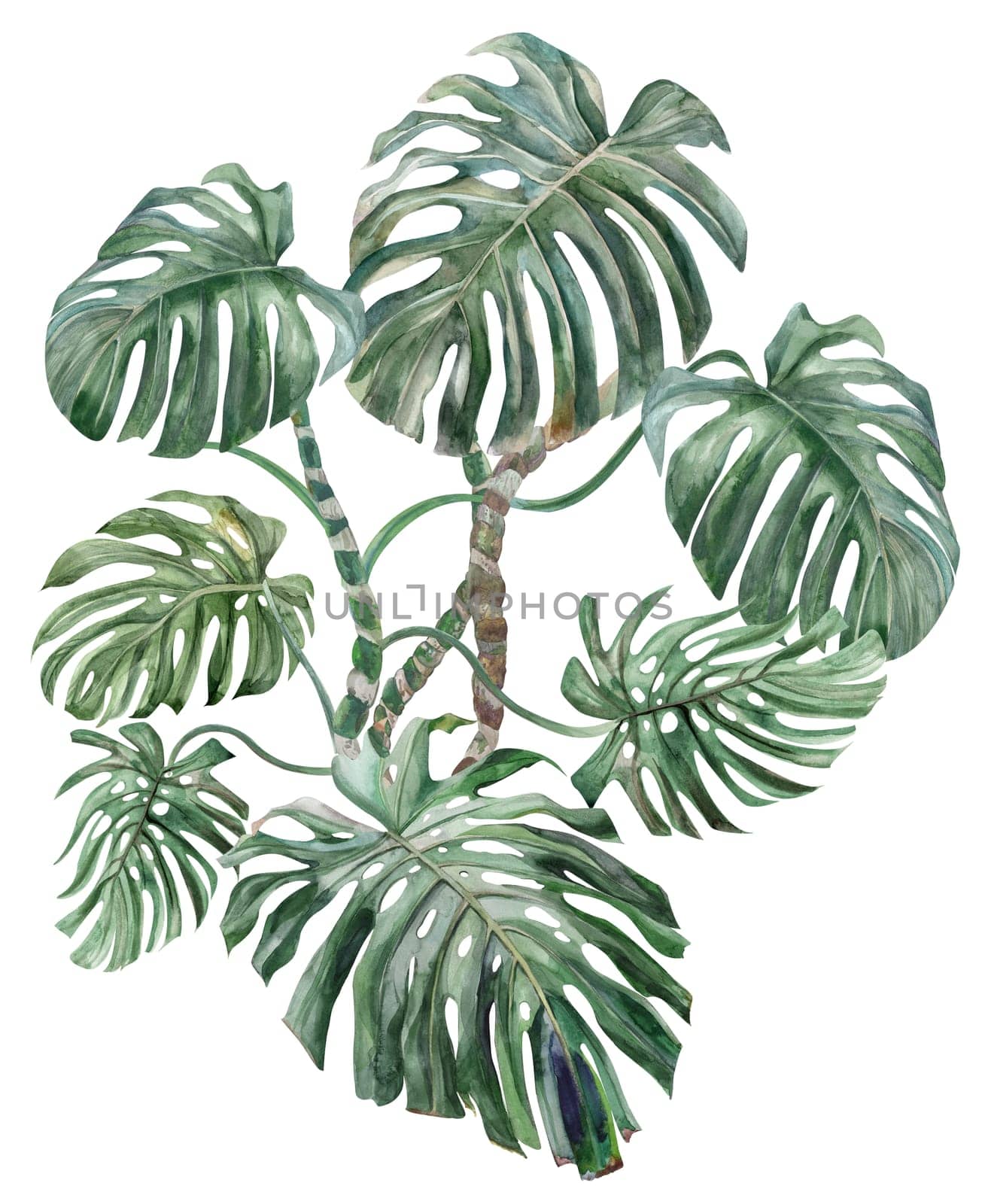 Monstera home flower hand drawn in watercolor isolated on white background for prints and textile design