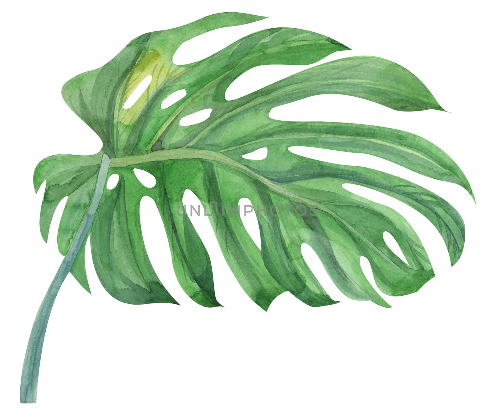 realistic green monstera leaf and stem painted with watercolors by MarinaVoyush
