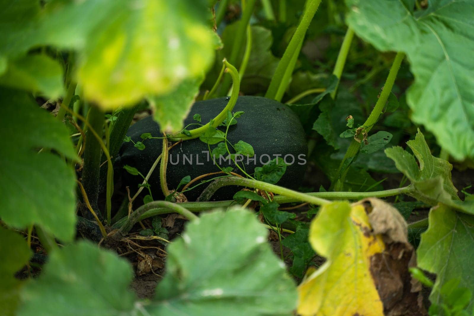 Green pumpkin leaves growing on the vegetable patch. Pumpkin leaves closeup in the vegetable garden. by vovsht