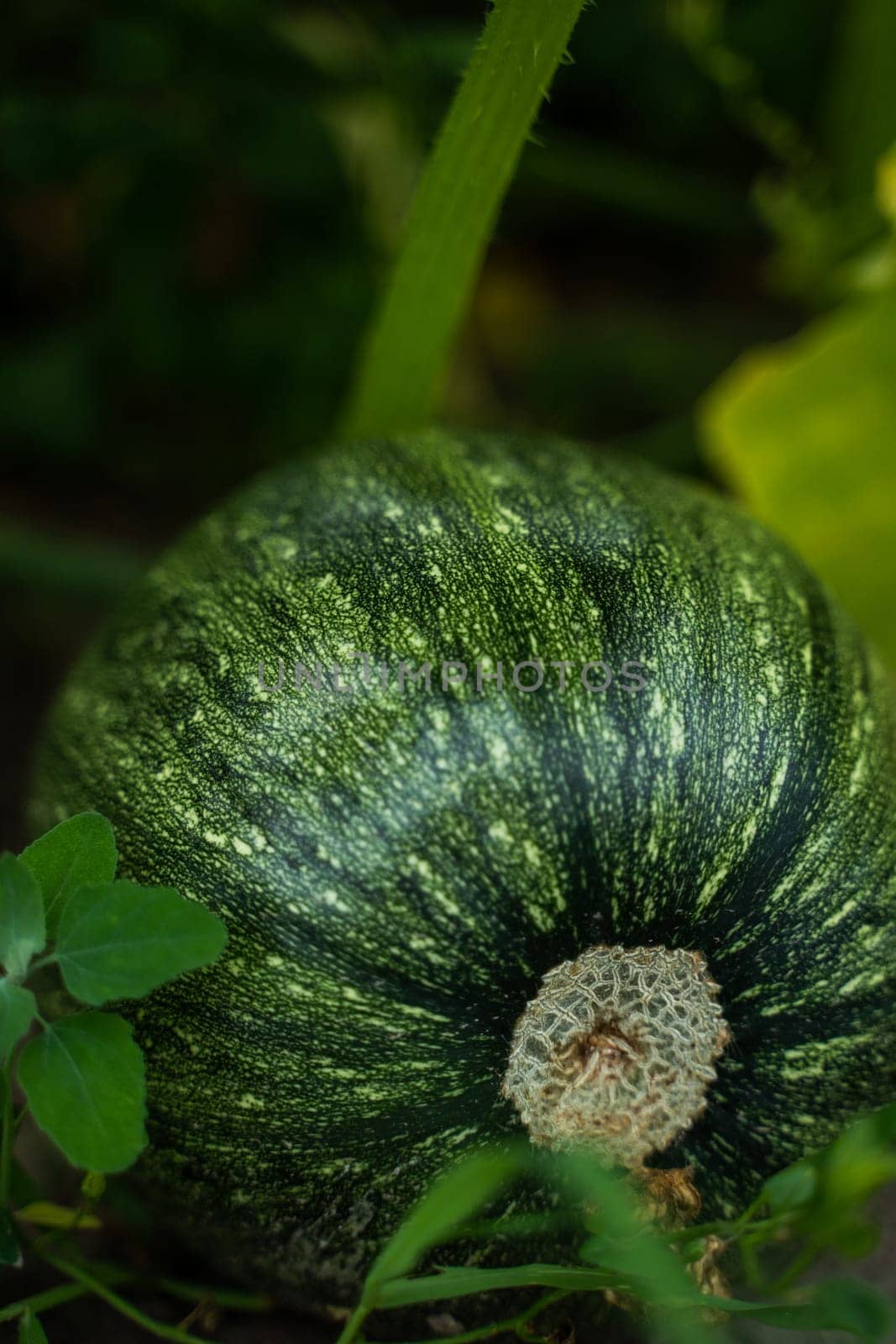 Green sweet pumpkin growing in the garden, farm, agricultural field. Young pumpkin growing on the vegetable patch