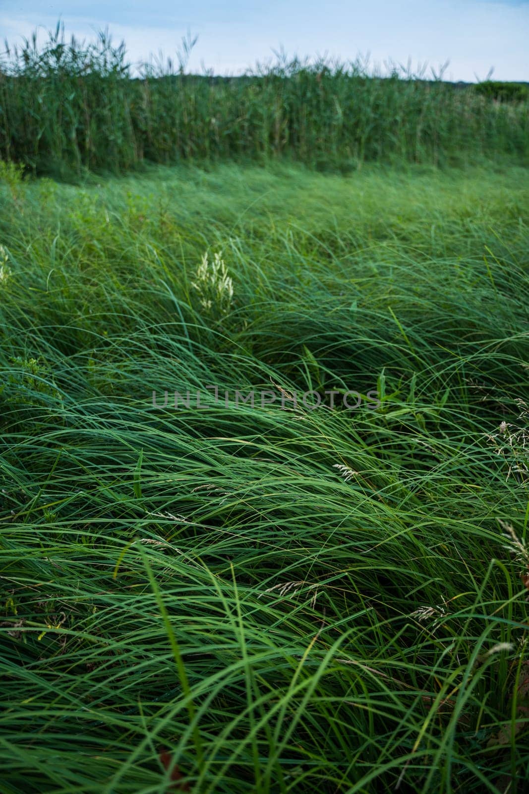 Long green grass as a background, fresh green grass pattern, abstract texture background. Fresh nature. Close-up, selective focus. by vovsht