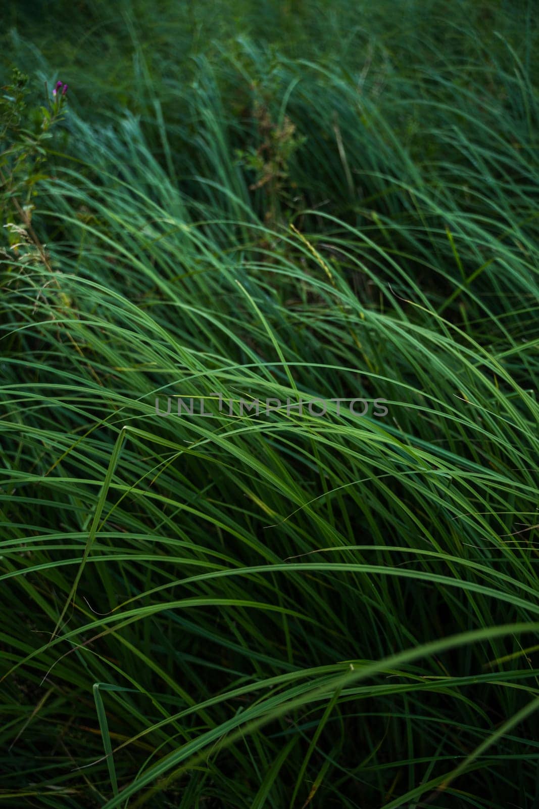 A lot of green grass stalks with long leaves with a soft focus. Tall grass under the wind in a summer field