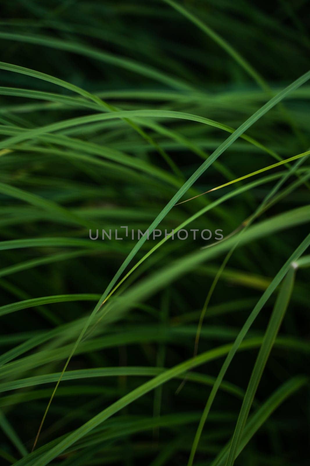 Green grass texture from a field. Herb, herbaceous background, beautiful herbal texture. Close-up, selective focus