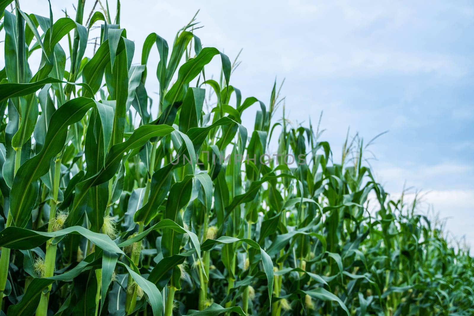 Stalks of tall green unripe corn with a unripe corn. Maize plantation. Corn planting field or cornfield. Agriculture. by vovsht