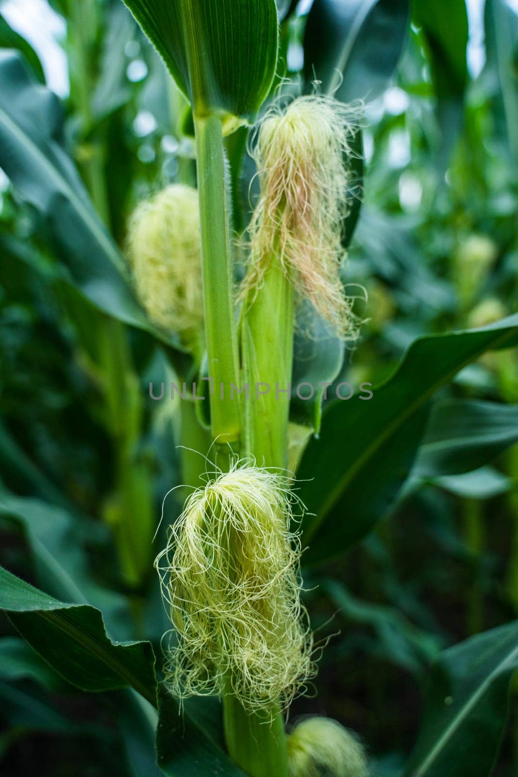 Unripe corn cobs growing on a maize plantation Corn planting field or cornfield. Stalks of tall green unripe corn with a unripe corn. Agriculture. by vovsht