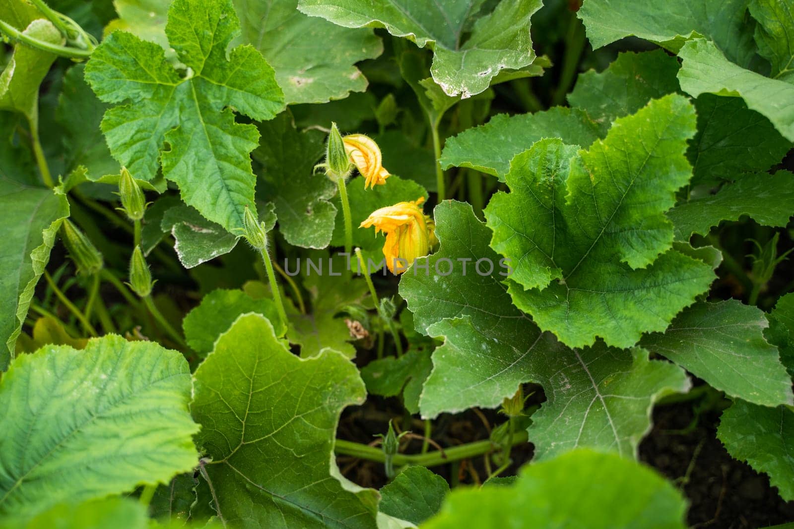 Yellow flower of pumpkin growing on a organic field. Natural pollination of pumpkin on the field. Squash, zucchini. plant, agriculture. Shallow depth of field. by vovsht