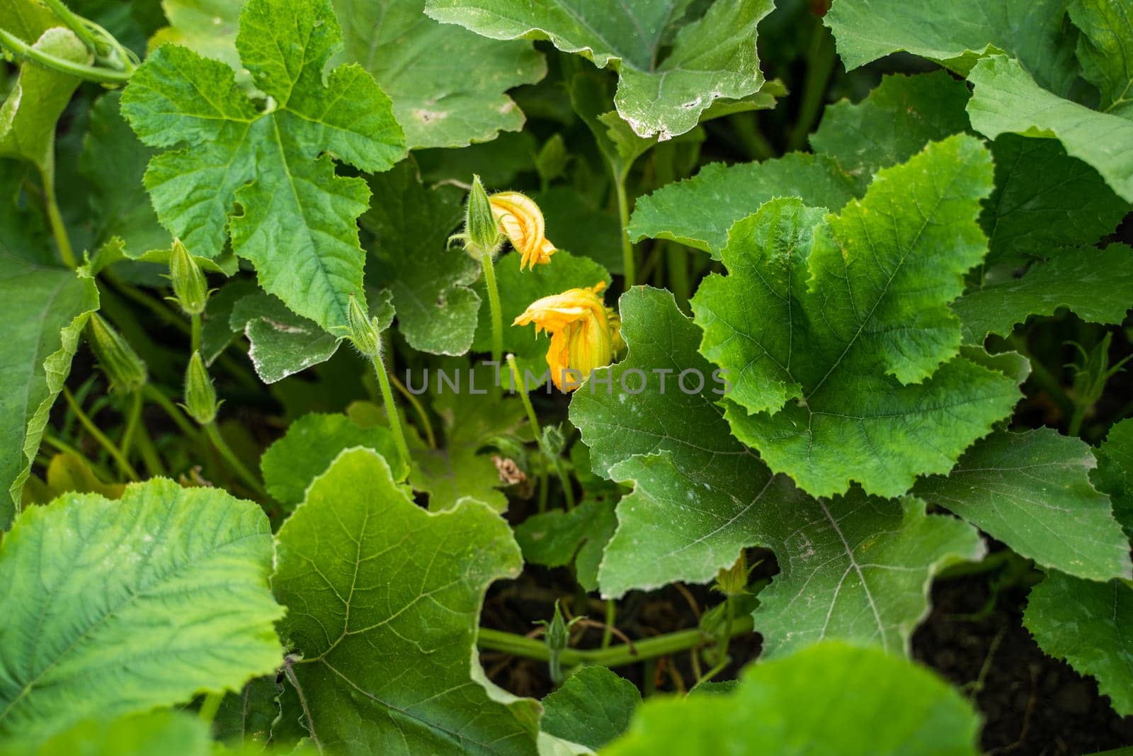 Yellow flower of pumpkin growing on a organic field. Natural pollination of pumpkin on the field. Squash, zucchini. plant, agriculture. Shallow depth of field