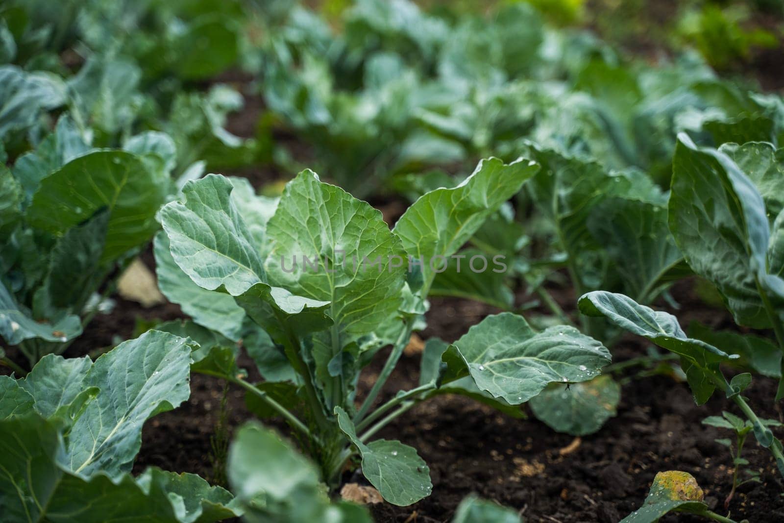 Fresh young cabbage from farm field. Growing organic vegetables. Eco-friendly products. Agriculture and farming. Plantation cultivation. Selective focus. by vovsht