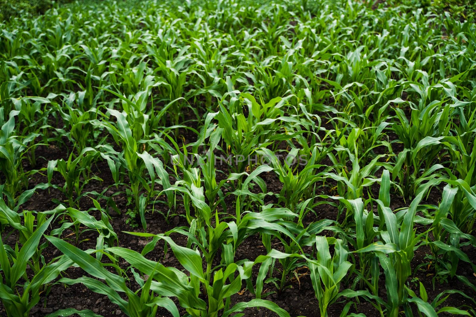 Young green corn growing on the field. Close up maize on a agricultural field. by vovsht