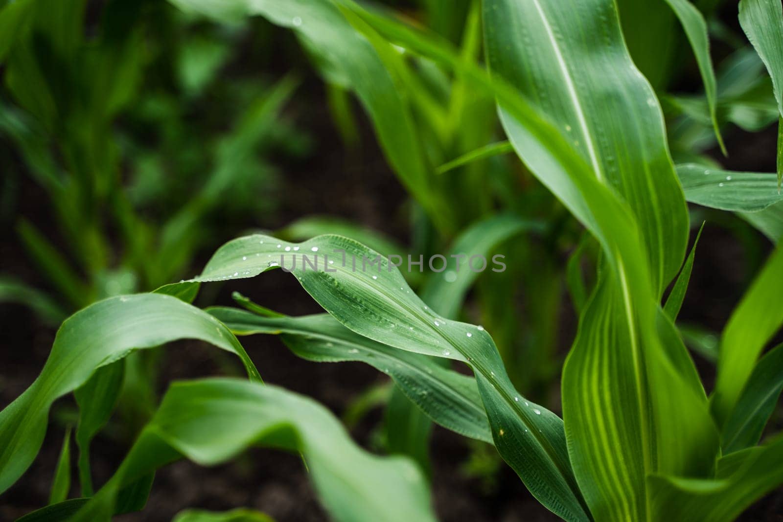 The agricultural land of a green corn farm. Maize corn seedling in the agricultural plantation. Young green cereal plant growing in the cornfield. by vovsht
