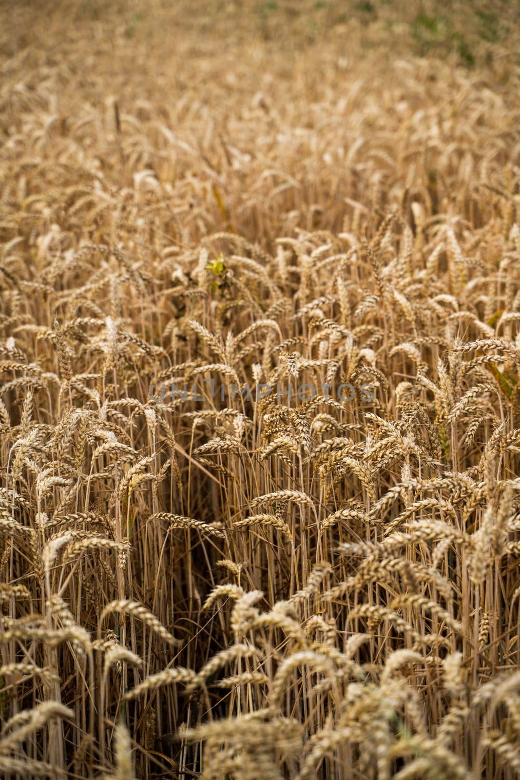 Close up of ripe golden wheat ears, the ripe seeds of the grain crop, ready for harvest. Wheat filed rural scene