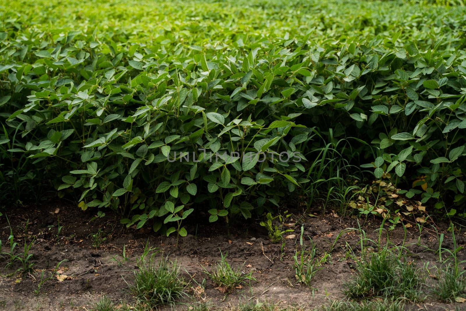 Ripening soybean field. Rows of soy plants on an agricultural field. Agrarian business. Agricultural scene. Selective focus. by vovsht