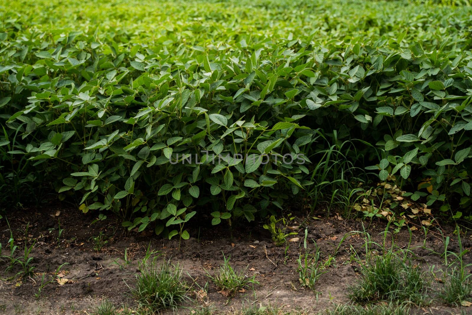 Ripening soybean field. Rows of soy plants on an agricultural field. Agrarian business. Agricultural scene. Selective focus