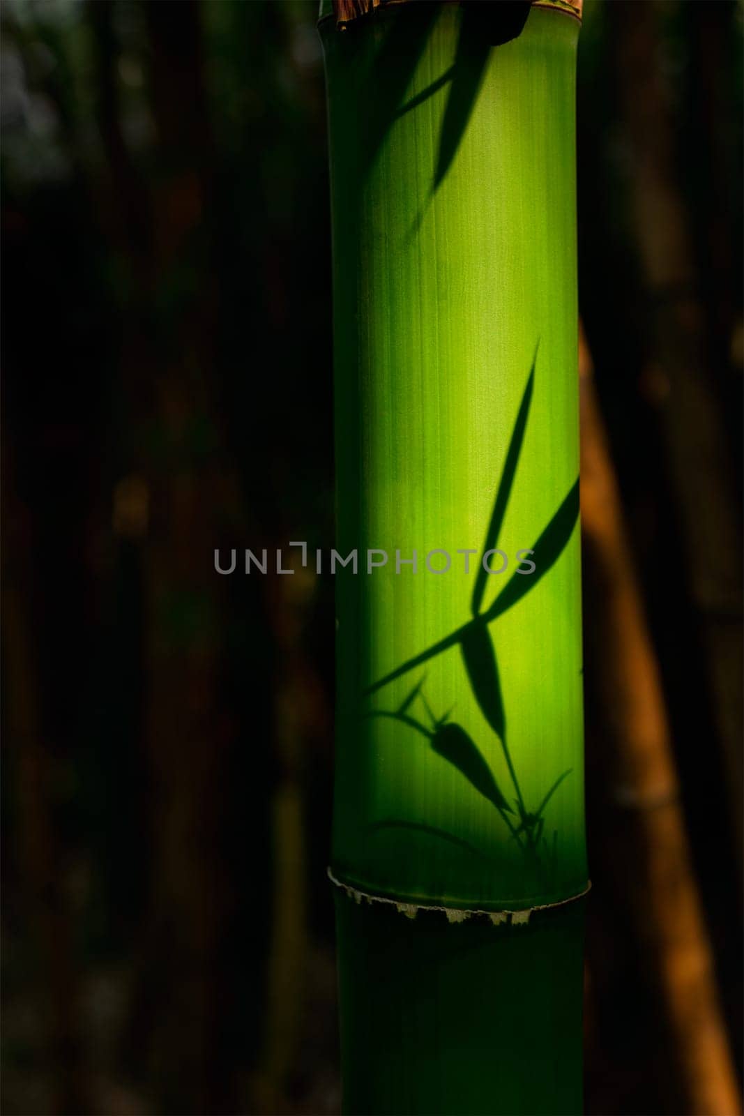 Bamboo close up in bamboo grove. Chengdu, China