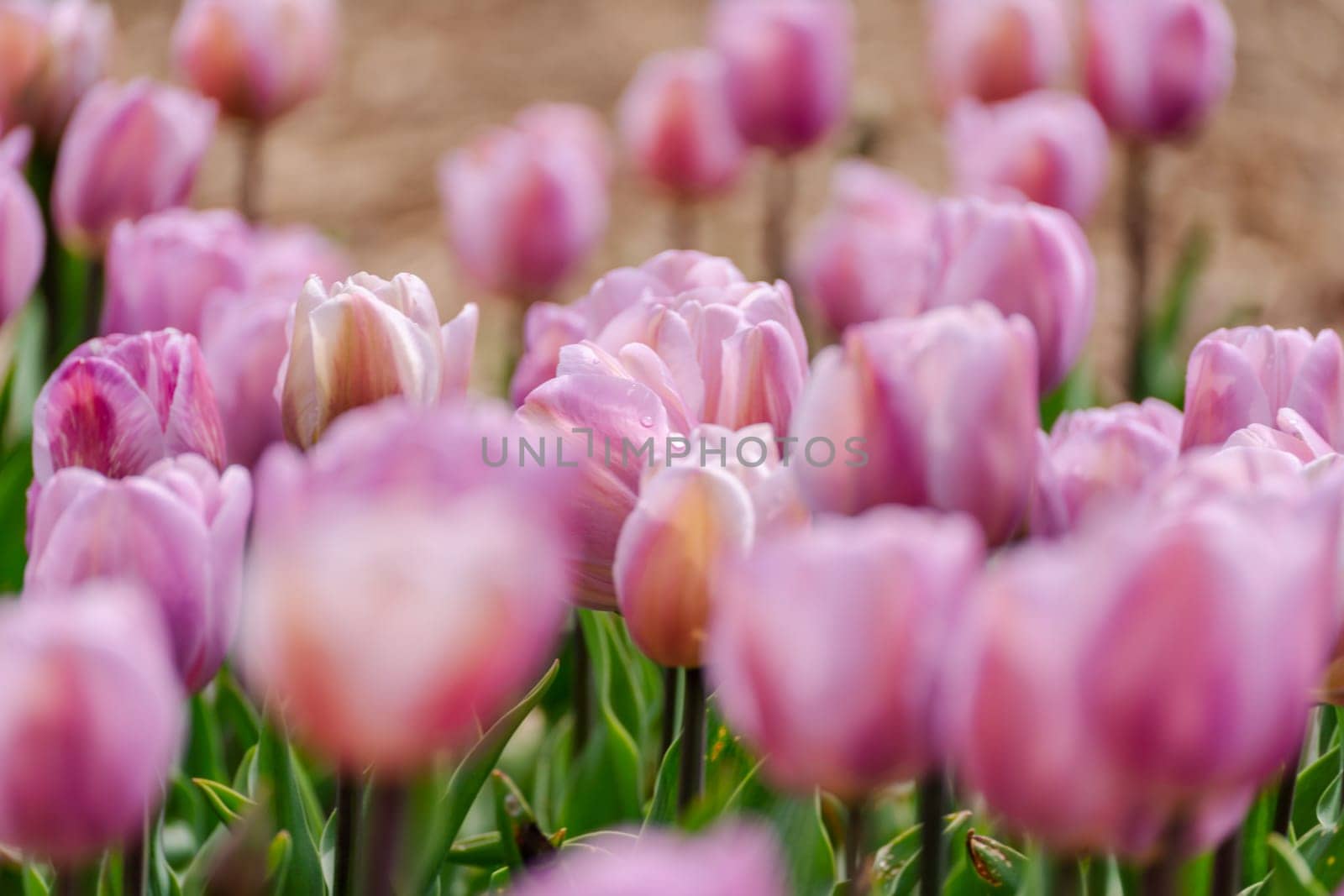 Pink tulips spring blossoming, bokeh flower background, pastel and soft floral card, selective focus.