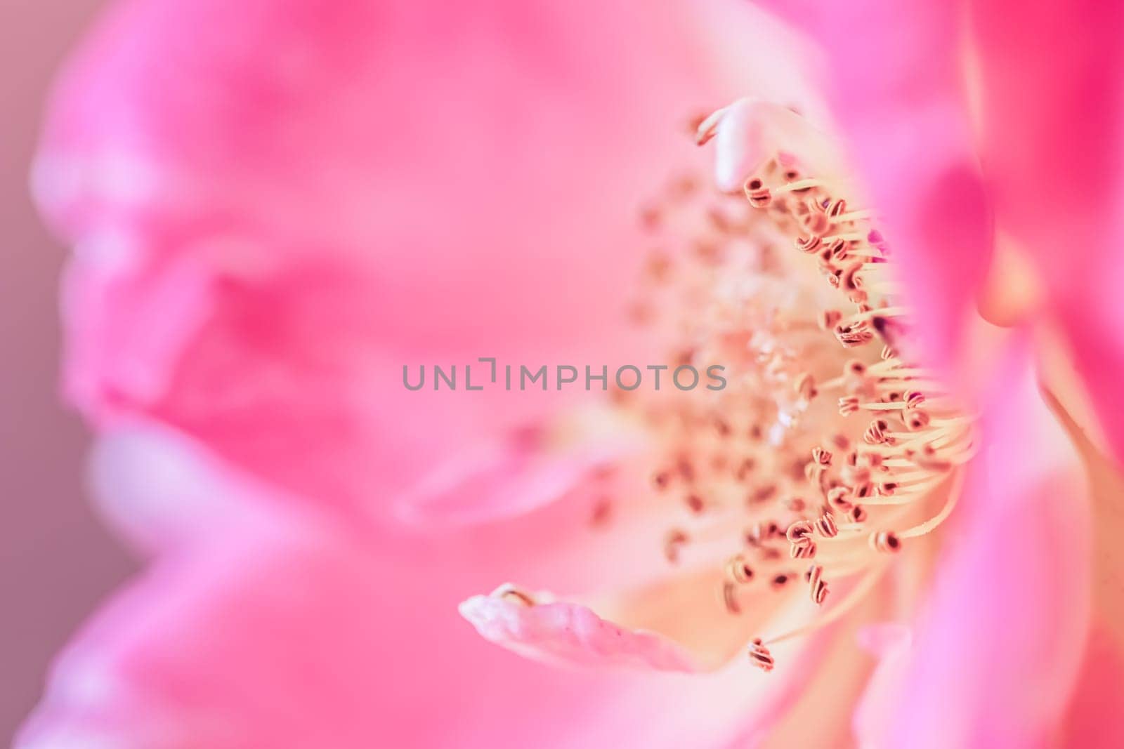 Pink rose with stamens and pistil. Macro flowers background by Olayola