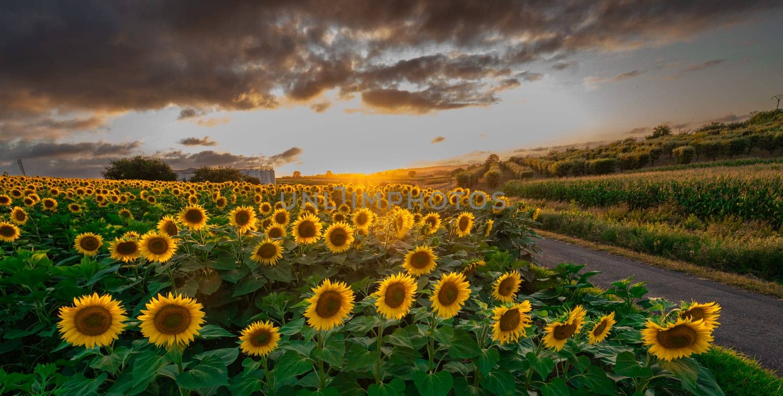 Sunflower fields in warm evening light, Charente, France, High quality photo