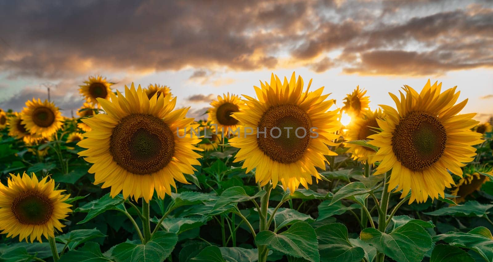 Sunflower fields in warm evening light, Charente, France, High quality photo
