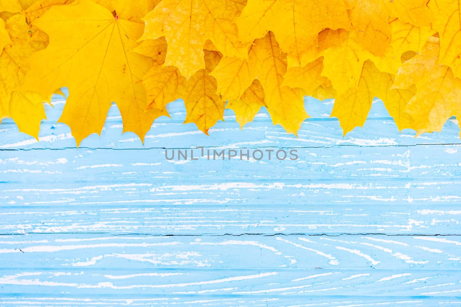 Autumn leaves frame on one up side wooden blue background top view Fall Border yellow and Orange Leaves vintage wood table Copy space. Mock up for your design. Display for product or text