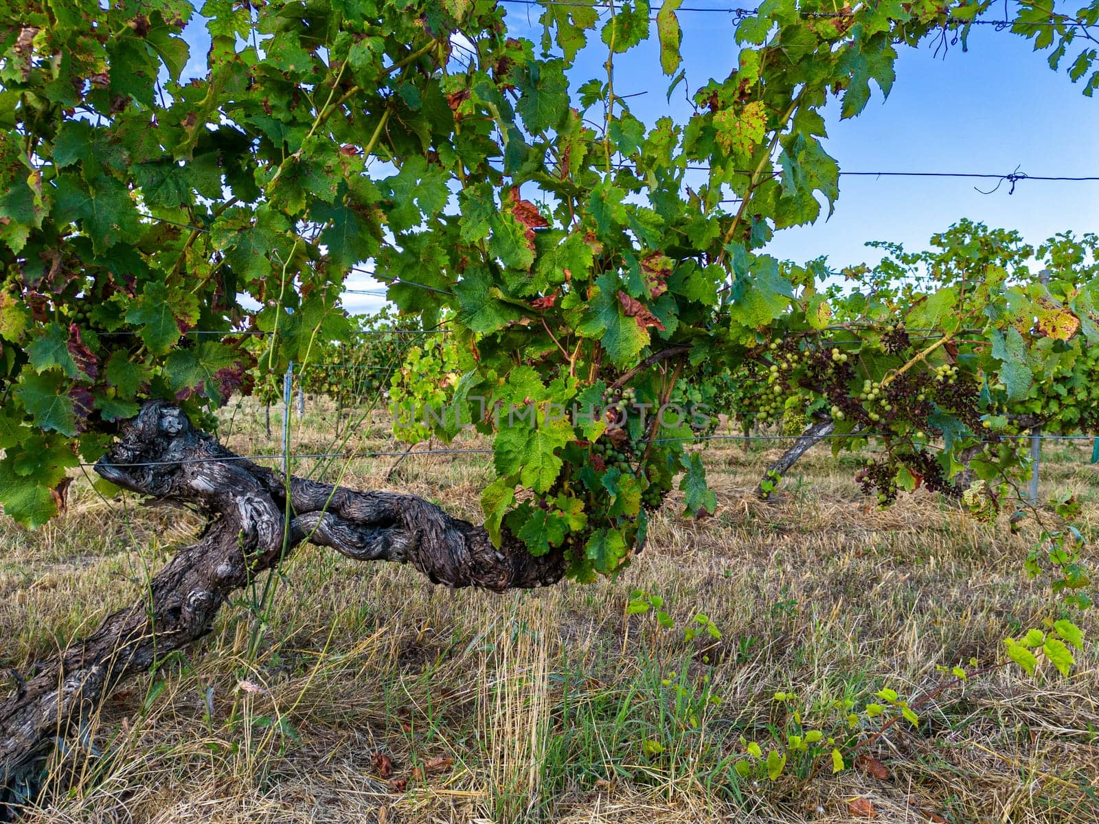 FRANCE, GIRONDE, TARGON, ATTACK OF DOWNY MILDEW ON AN OLD VINE IN THE SUMMER OF 2023, 90 PERCENT OF BORDEAUX VINEYARDS ARE AFFECTED BY THIS DISEASE