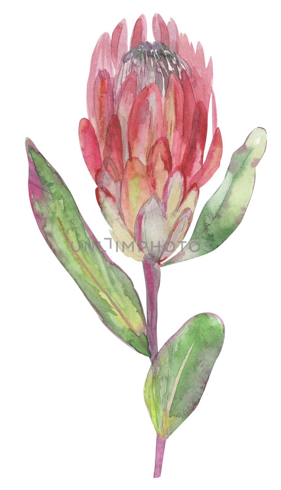 watercolor dried flower of pink protea flower isolated on white background