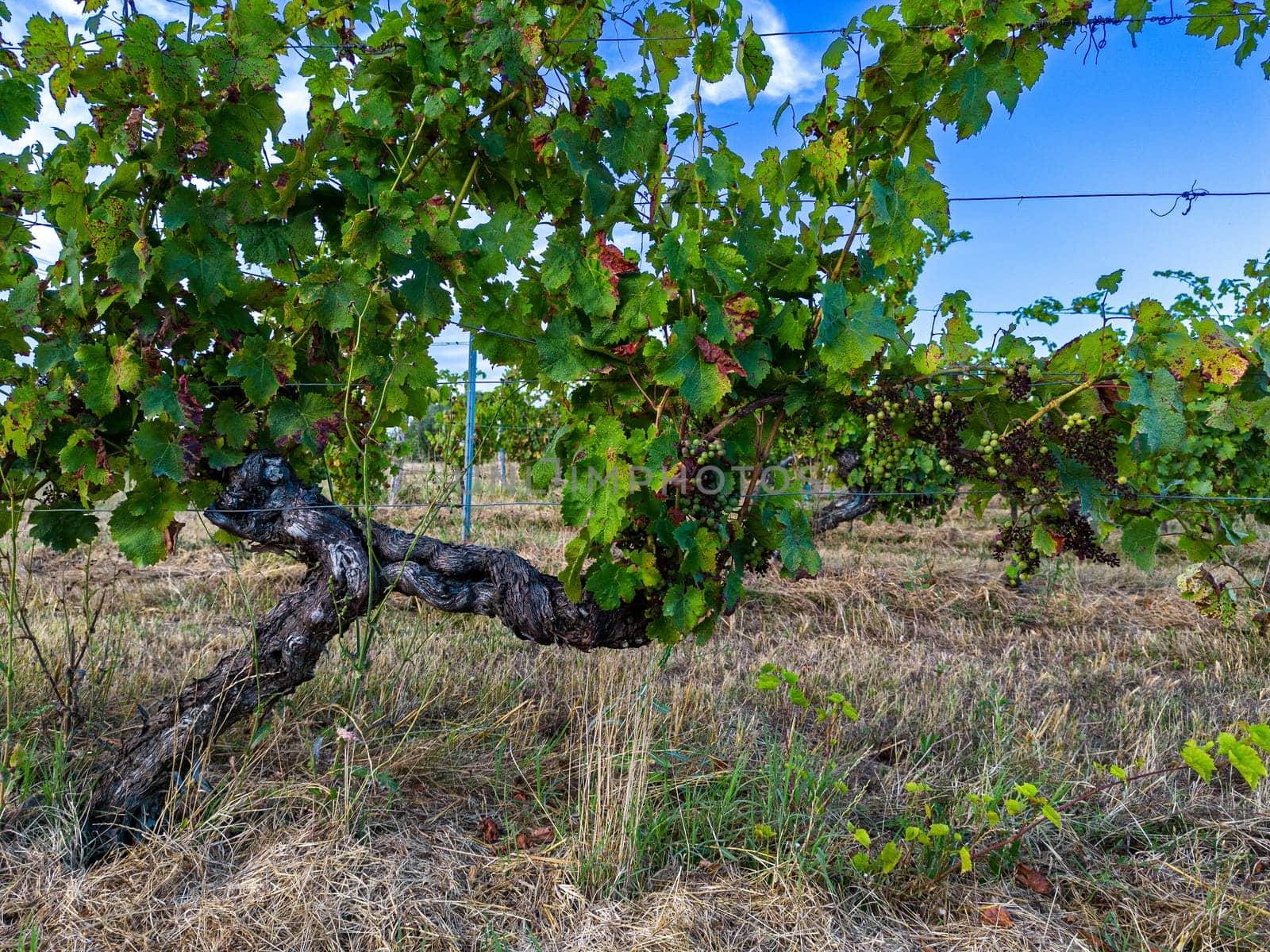 FRANCE, GIRONDE, TARGON, ATTACK OF DOWNY MILDEW ON AN OLD VINE IN THE SUMMER OF 2023, 90 PERCENT OF BORDEAUX VINEYARDS ARE AFFECTED BY THIS DISEASE