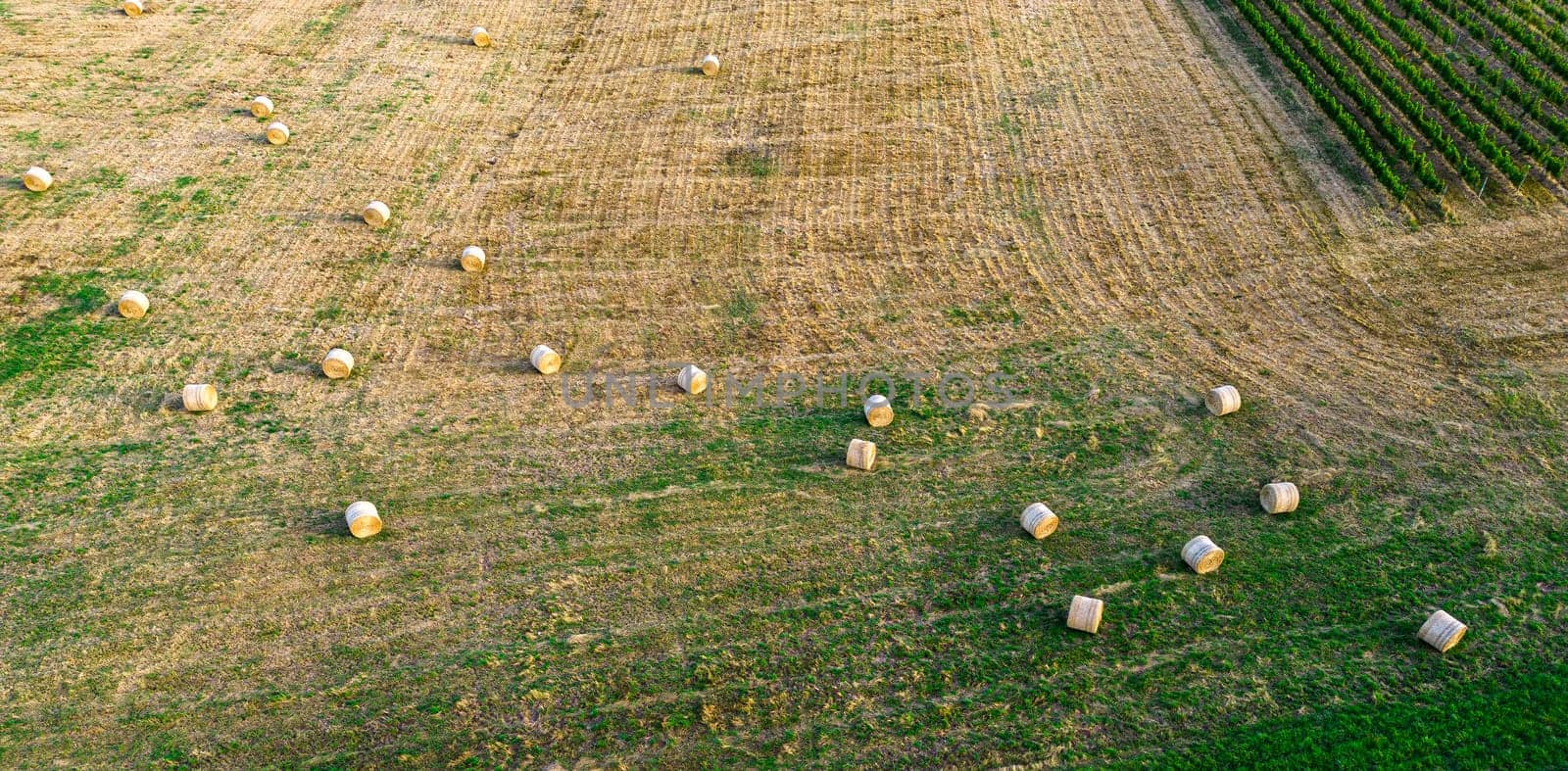 Aerial view Bordeaux Vineyard and forage fields with bales of hay in summer at sunrise, film by drone in summer, Entre deux mers, High quality photo