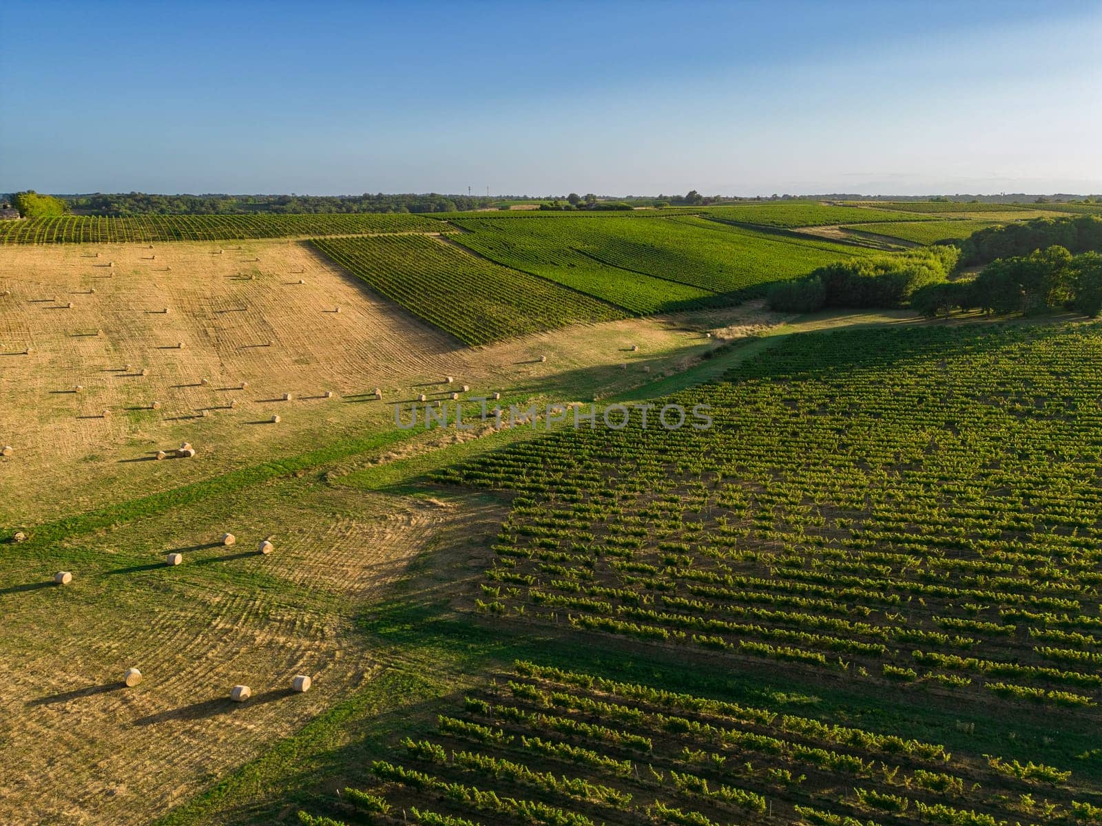 Aerial view Bordeaux Vineyard and forage fields with bales of hay in summer at sunrise, film by drone in summer, Entre deux mers, High quality photo