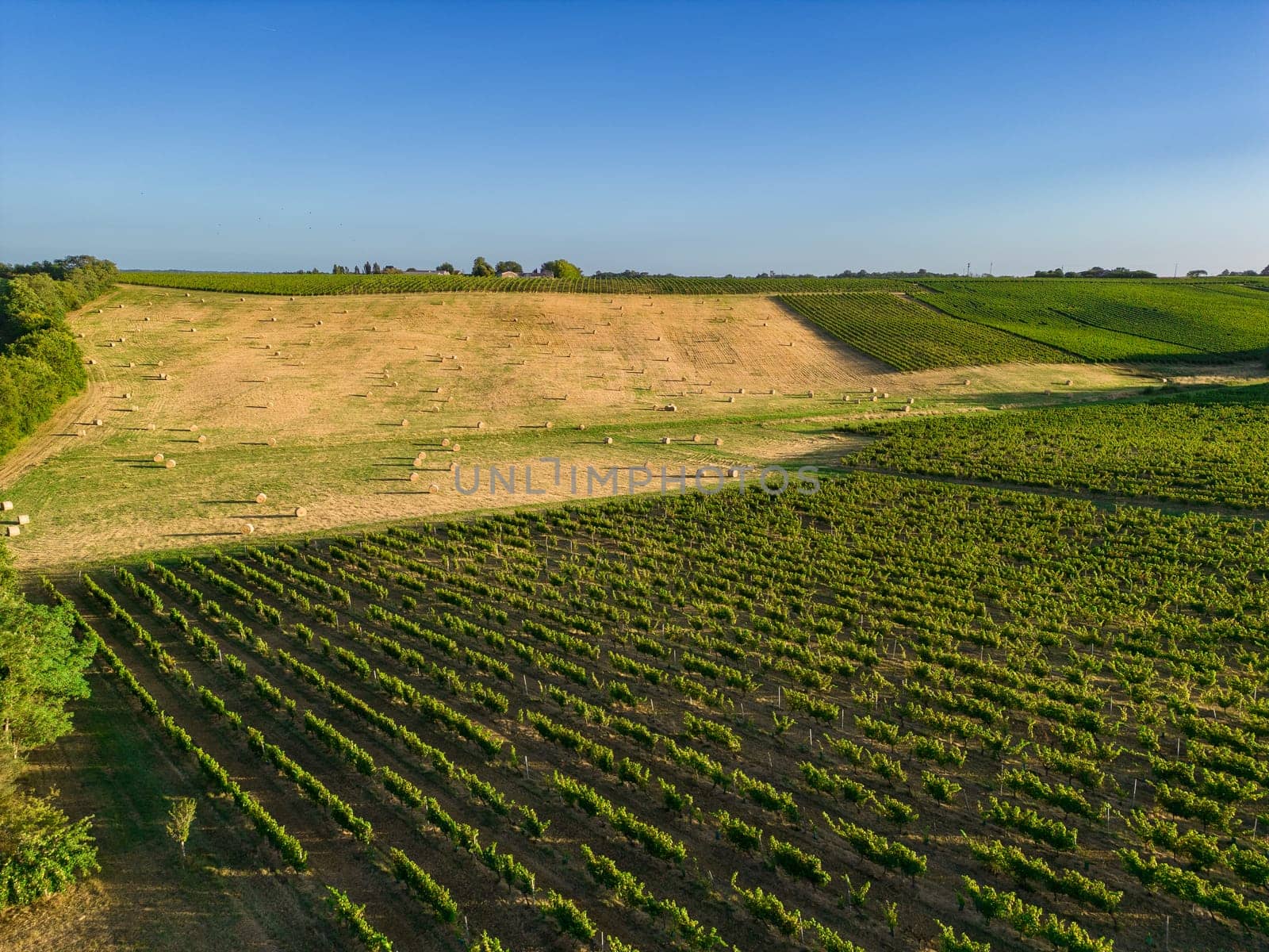 Aerial view Bordeaux Vineyard and forage fields with bales of hay in summer at sunrise, film by drone in summer, Entre deux mers, High quality photo