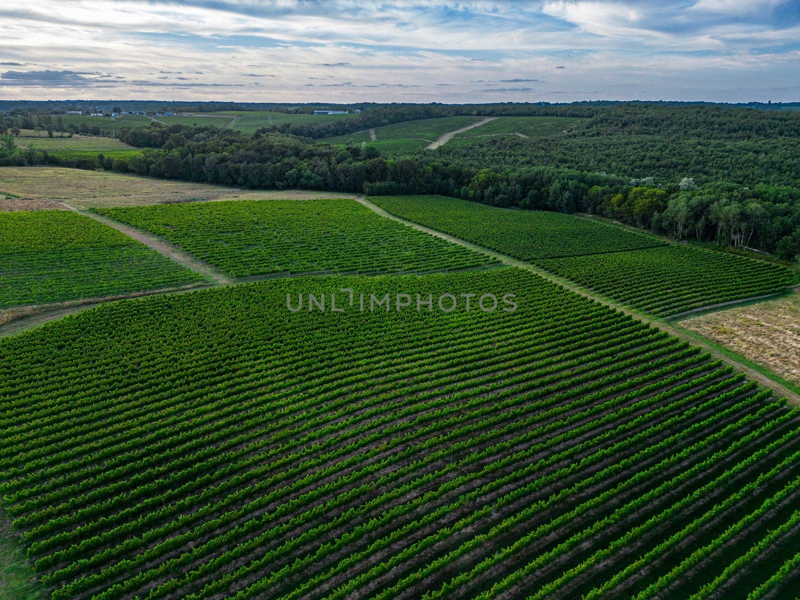 Aerial view Bordeaux Vineyard and forest in summer at sunrise, film by drone in summer, Entre deux mers, High quality 4k footage
