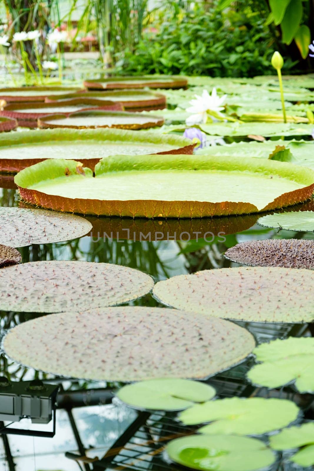 lotus and giant water lilies in the pond, nature background