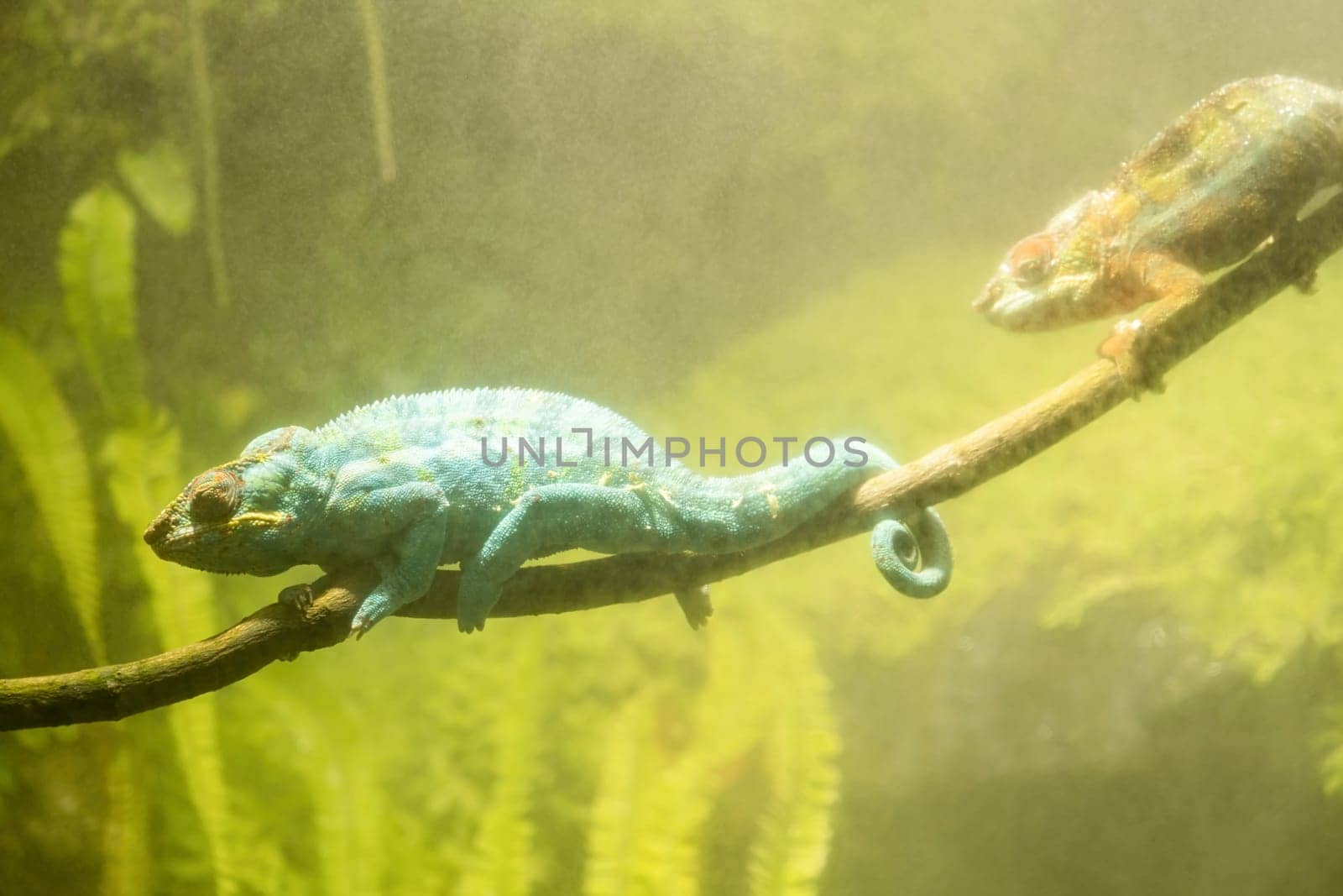 lizard Panther chameleon in artificial environment with high humudity, nature
